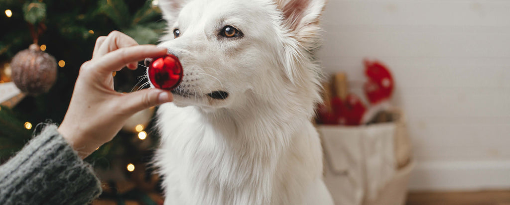 Advantages Of LED Technology In Expert Christmas Lights Setups