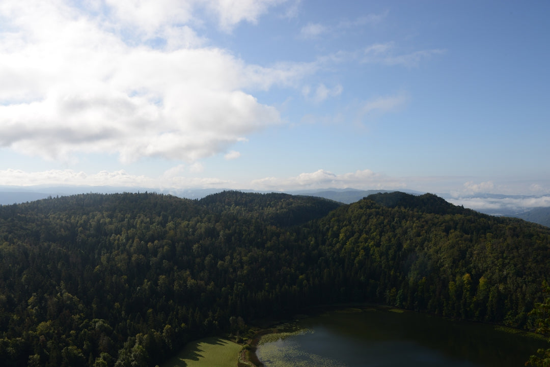 a view of a lake in the middle of a forest