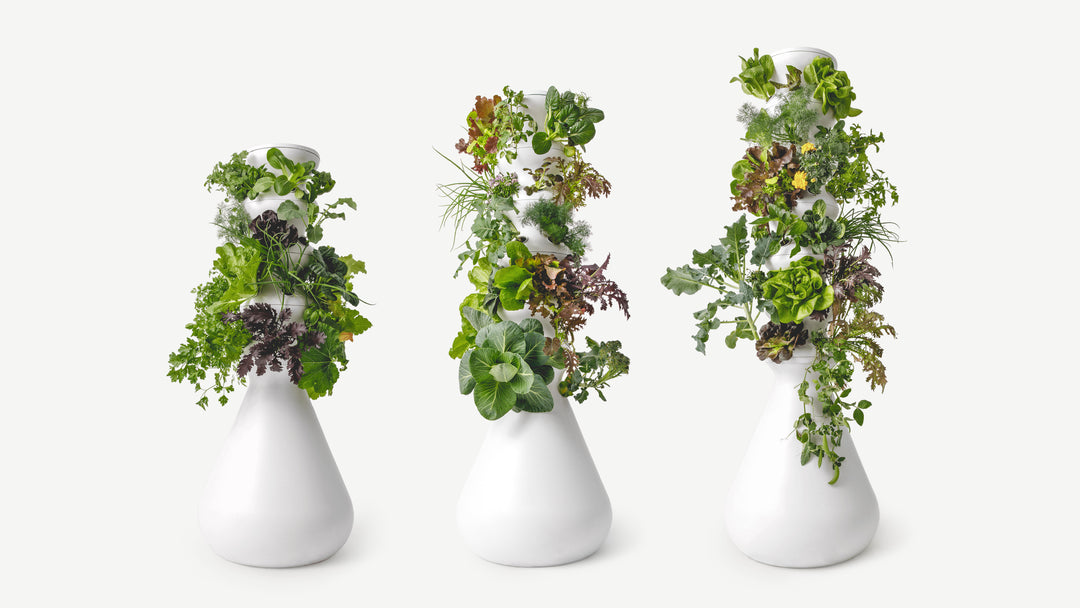An Interview with LettuceGrow.com